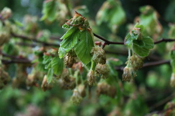 European or common hornbeam with young fresh flowers with raindrops . Carpinus betulus after a rain
