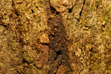 卵や幼虫の巣を移動をするアミメアリの集団