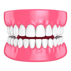 Obraz premium A close-up view of a dental model displaying healthy, white teeth and pink gums.