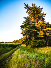 autumn landscape with trees