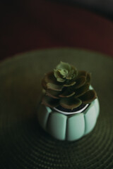 Succulent plant in stylish mint ceramic pot on green mat, cozy home interior, minimal natural decor, perfect for living room, design, lifestyle, and indoor greenery backgrounds.