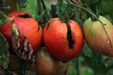 Big red ripe Tomatoes damagede by late blight disease in the vegetable garden. Phytophthora...