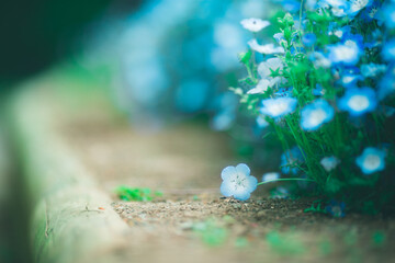 幻想的なネモフィラ