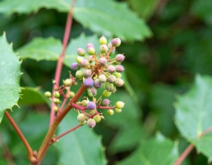Fototapeta premium Close-up of a cluster of ripening berries on a reddish stem, surrounded by vibrant green foliage