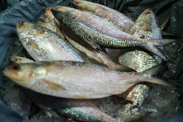 Freshly caught Hilsa fish, a delicacy in Bangladesh, on ice.