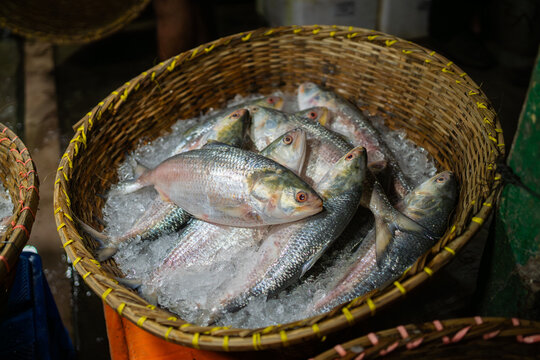 Freshly caught Hilsa fish, a delicacy in Bangladesh, on ice.