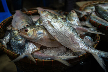 Freshly caught Hilsa fish, a delicacy in Bangladesh, on ice.