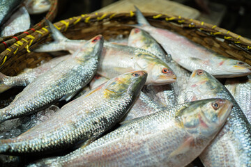 Freshly caught Hilsa fish, a delicacy in Bangladesh, on ice.