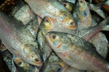 Freshly caught Hilsa fish, a delicacy in Bangladesh, on ice.