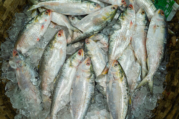 Freshly caught Hilsa fish, a delicacy in Bangladesh, on ice.