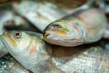 Freshly caught Hilsa fish, a delicacy in Bangladesh, on ice.