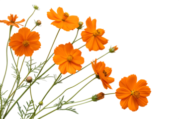 orange flowers cosmos arrangement flat lay postcar solated on white background, png, ai generated.	