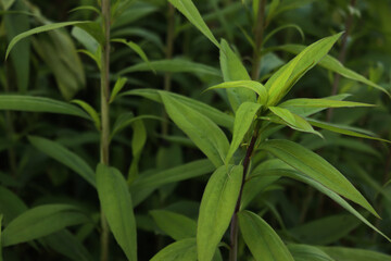 Canadian goldenrod plants with green leaves. Solidago canadensis 
