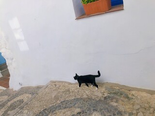 [Spain] Back view of a black and white bicolor cat walking in the old town of Frigiliana