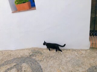 [Spain] Back view of a black and white bicolor cat walking in the old town of Frigiliana