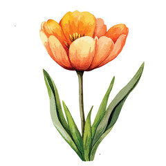 Watercolor Orange Tulip with Green Leaves Delicate Petals and Textured Appearance