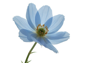 Obraz premium Blue Anemone Flower Isolated on White Background