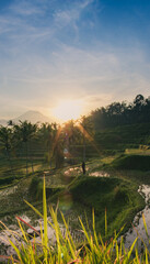 Sunrise in Rice Terraces with Farmer in Bali