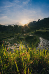 Sunrise Over Verdant Rice Terraces in Bali, Indonesia