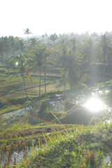 Serene Rice Terraces at Sunrise in Bali, Indonesia