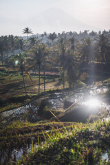 Stunning Rice Terraces Landscape in Ubud, Bali