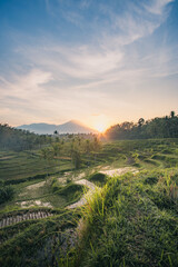 Serene Rice Terraces at Sunrise in Bali, Indonesia
