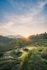 Rice Terraces at Sunrise in Ubud, Bali
