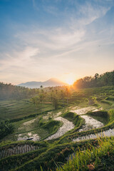 Sunrise over the beautiful Tegallalang Rice Terraces in Bali