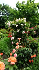 Lush garden brimming with various rose varieties, showcasing a spectrum of colors and textures against a backdrop of verdant trees
