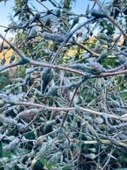 summer weeds in the morning dew