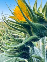 green and yellow, sunflowers in the morning dew