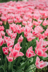 Cluster of vibrant pink tulips blooming in a garden with lush green leaves. Springtime, floral...