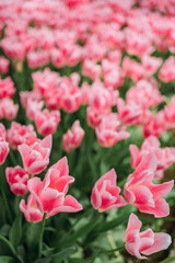 Cluster of vibrant pink tulips blooming in a garden with lush green leaves. Springtime, floral...