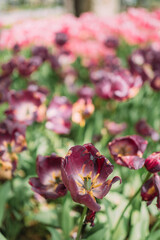 Field of blooming purple and pink tulips in spring garden with lush green stems. Vibrant colors, floral beauty, natural landscape, and seasonal blossoming outdoors.