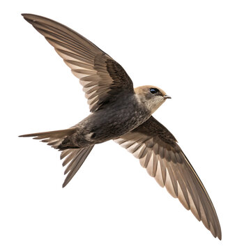 swift bird isolated on white background, png, ai generated.