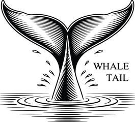 A captivating engraving showcases a whale tail emerging from the water, its detailed lines and elegant form creating a striking marine life illustration perfect for nautical themes.