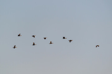 Groupe de cormorans en vol