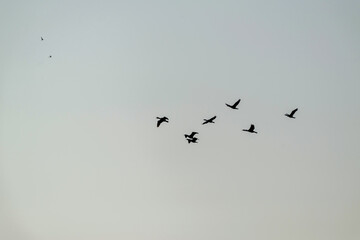 Groupe de cormorans en vol