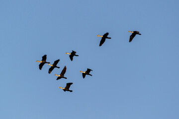 Groupe de cormorans en vol
