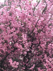 pink cherry blossom