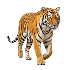 Obraz premium Majestic tiger striding forward isolated on transparent background
