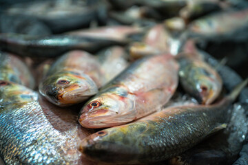 Freshly caught Hilsa fish, a delicacy in Bangladesh, on ice.