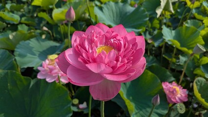 pink lotus flower in the pond