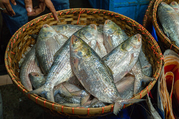 Freshly caught Hilsa fish, a delicacy in Bangladesh, on ice.