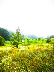 The steppe with tall grass and lonely trees disappears into the fog. Pale trees of the forest are visible on the hills.