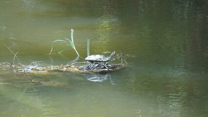 A Small Turtle Basking on a Floating Log in Murky Green Water

