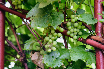 Green grapes growing on vines surrounded by lush leaves in a vineyard during late summer