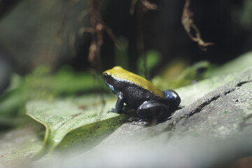 Colorful frog in a lush rainforest habitat