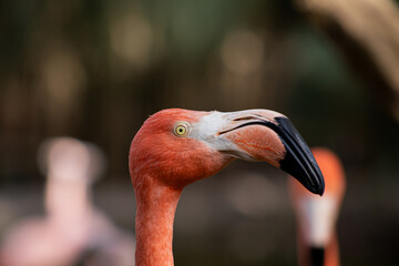 close up of pink flamingo