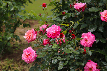 Beautiful pink roses blooming in a Japanese public garden.